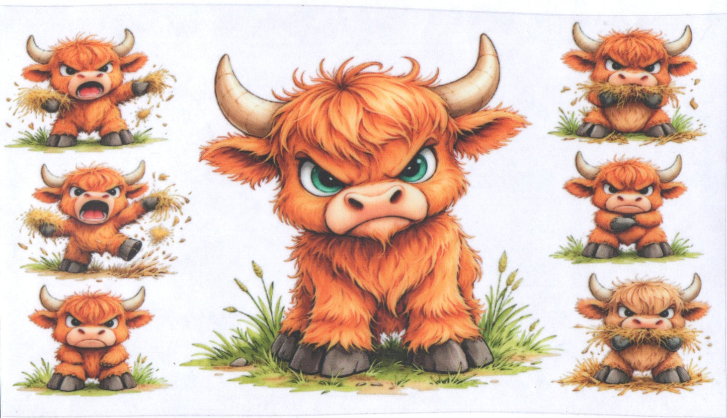 Angry cow