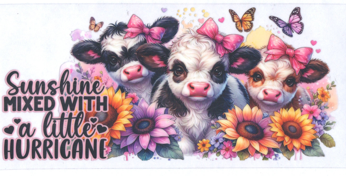sunshine/hurrican Cow